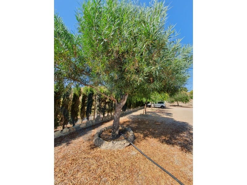 4 soverom Finca/Herregård til salgs i Lorca - € 255 000 (Ref: 7002768)