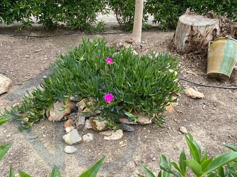 Finca/Landehus til salg i Almendricos - € 230.000 (Ref: 8256159)