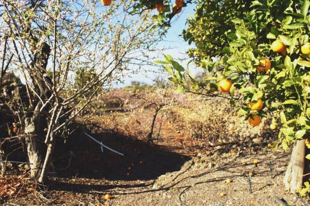 Finca/Landehus til salg i Guía de Isora - € 250.000 (Ref: 8277427)