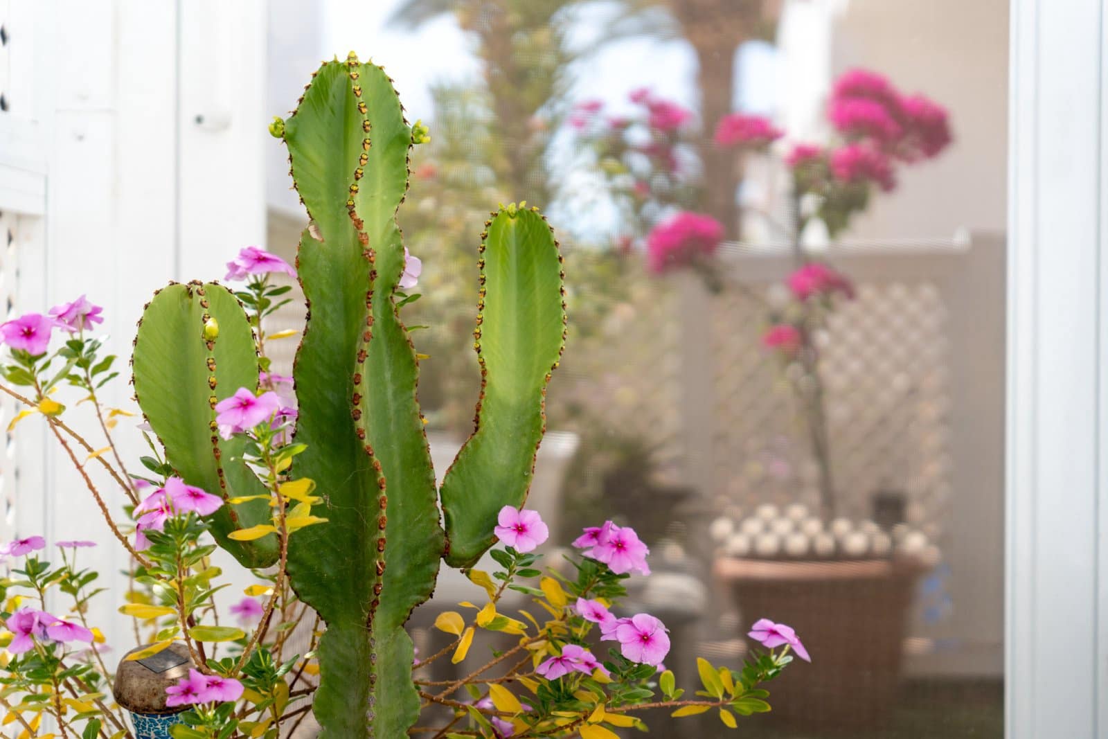 2 chambre Bungalow à vendre à Campo Internacional avec piscine garage - 489 000 € (Ref: 9332704)