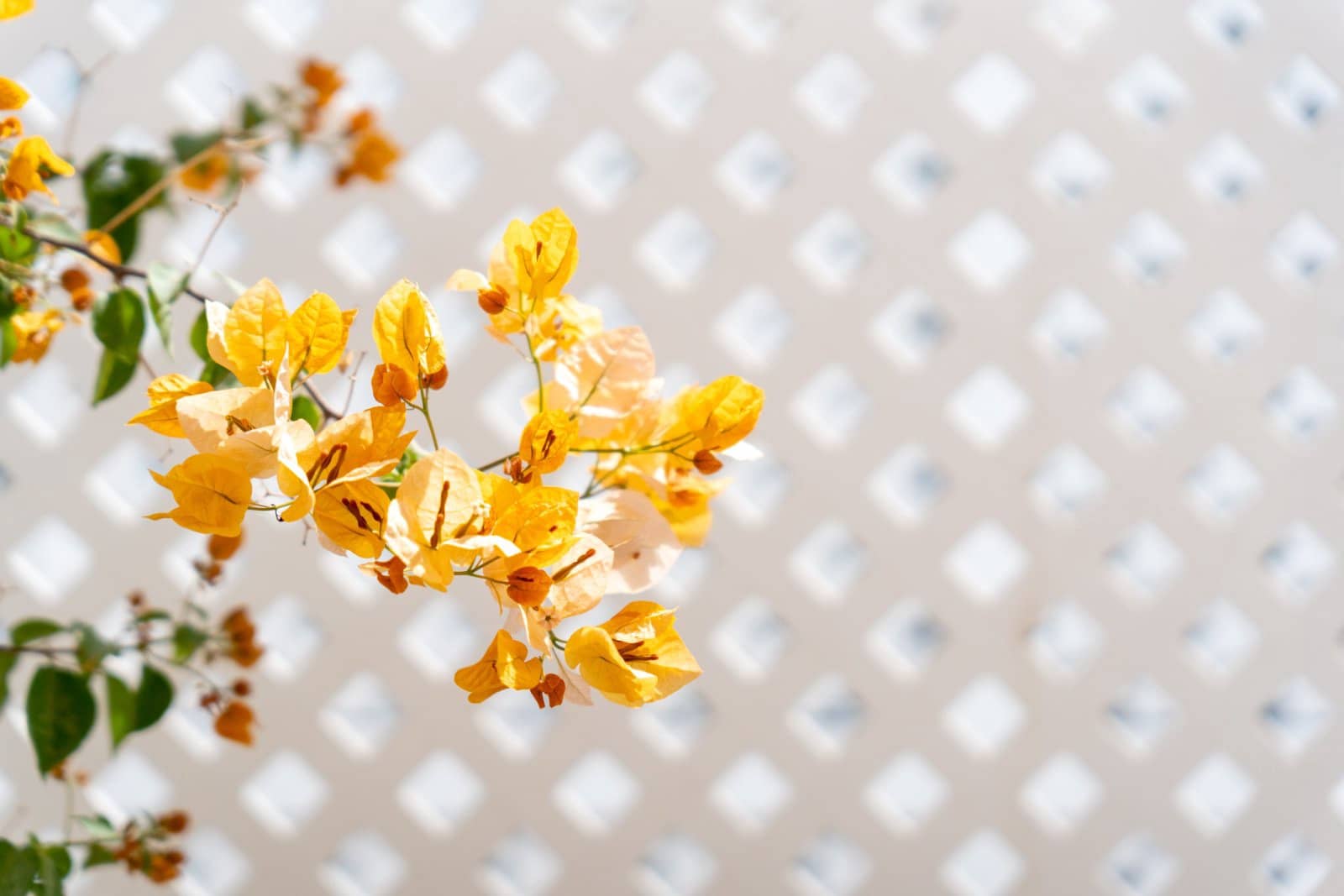 2 chambre Bungalow à vendre à Campo Internacional avec piscine garage - 489 000 € (Ref: 9332704)