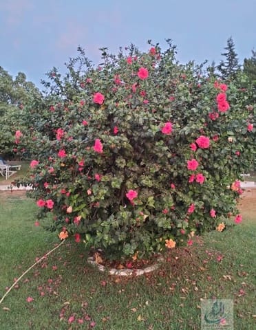 4 slaapkamer Villa te koop in Chiclana de la Frontera met zwembad - € 320.000 (Ref: 7716409)