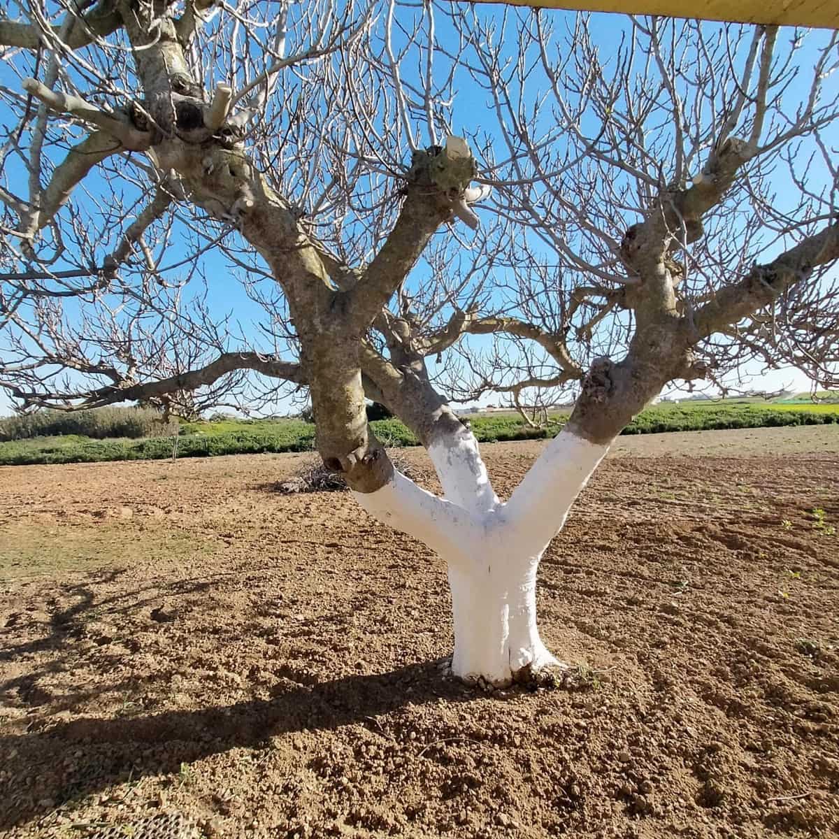 Grunde uden byggetilladelser til salg i Chiclana de la Frontera - € 93.000 (Ref: 8165669)