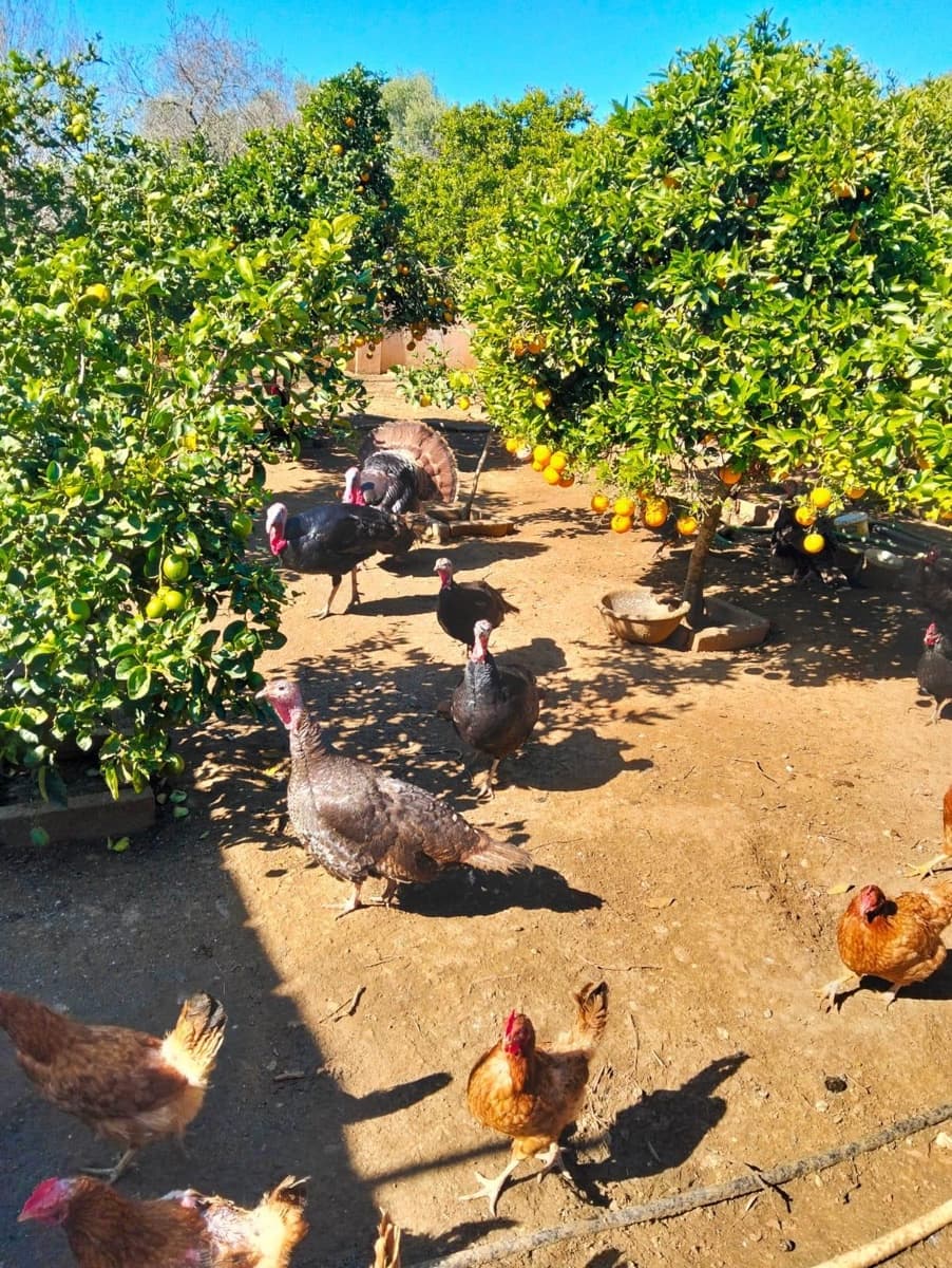 5 soverom Villa til salgs i Chiclana de la Frontera - € 515 000 (Ref: 8817274)