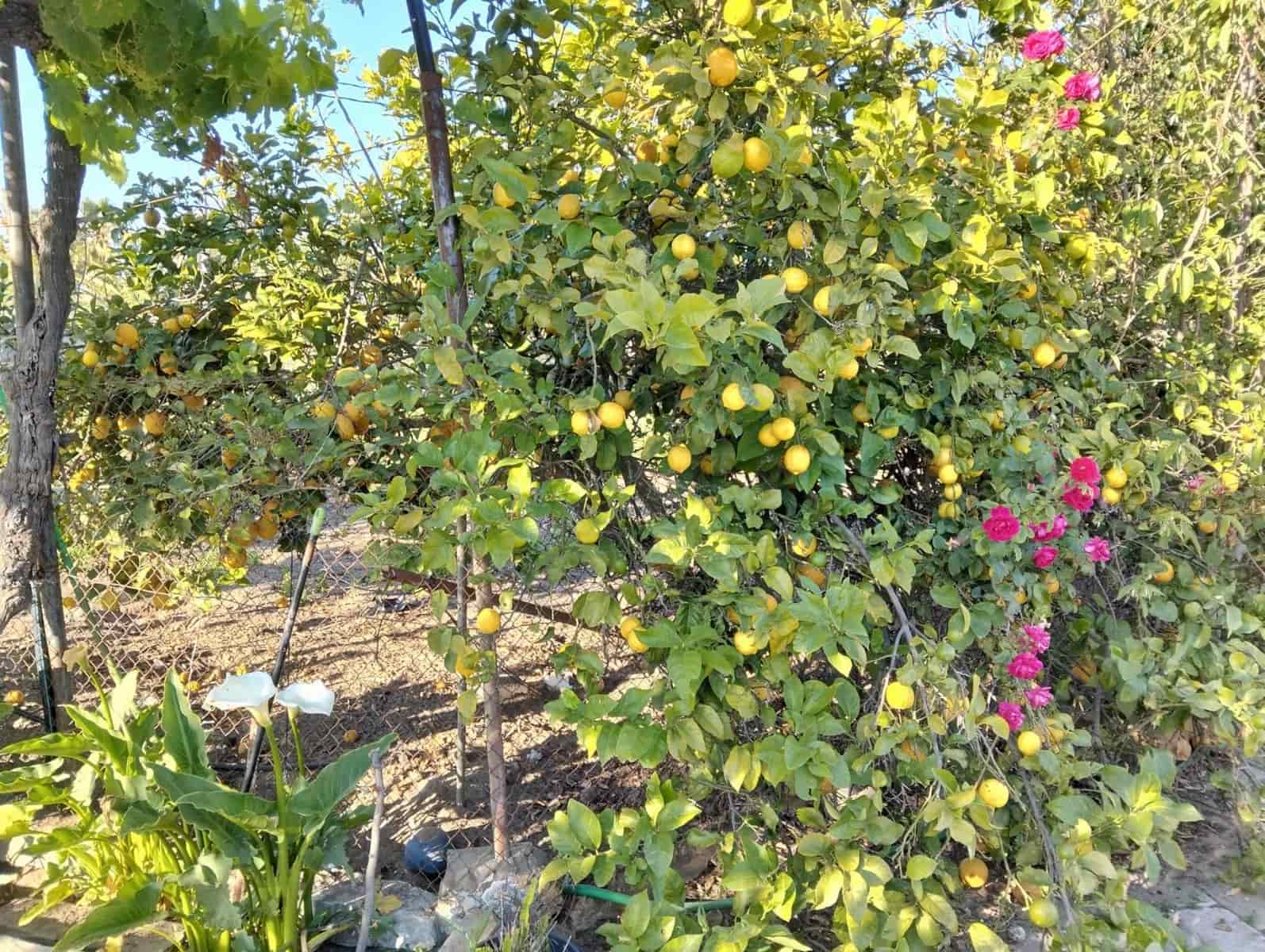 3 soverom Villa til salgs i Chiclana de la Frontera med garasje - € 245 000 (Ref: 9009930)