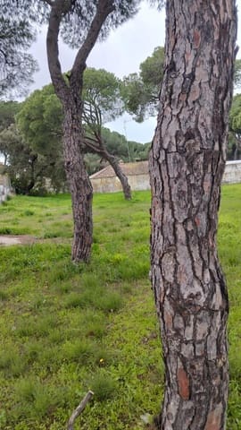 Tomt till salu i Chiclana de la Frontera - 165 000 € (Ref: 9559773)