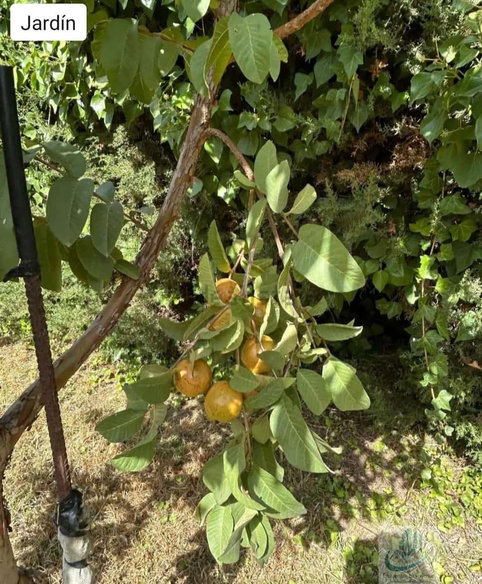 3 bedroom Finca/Country House for sale in Puerto Real with pool - € 349,500 (Ref: 9694518)