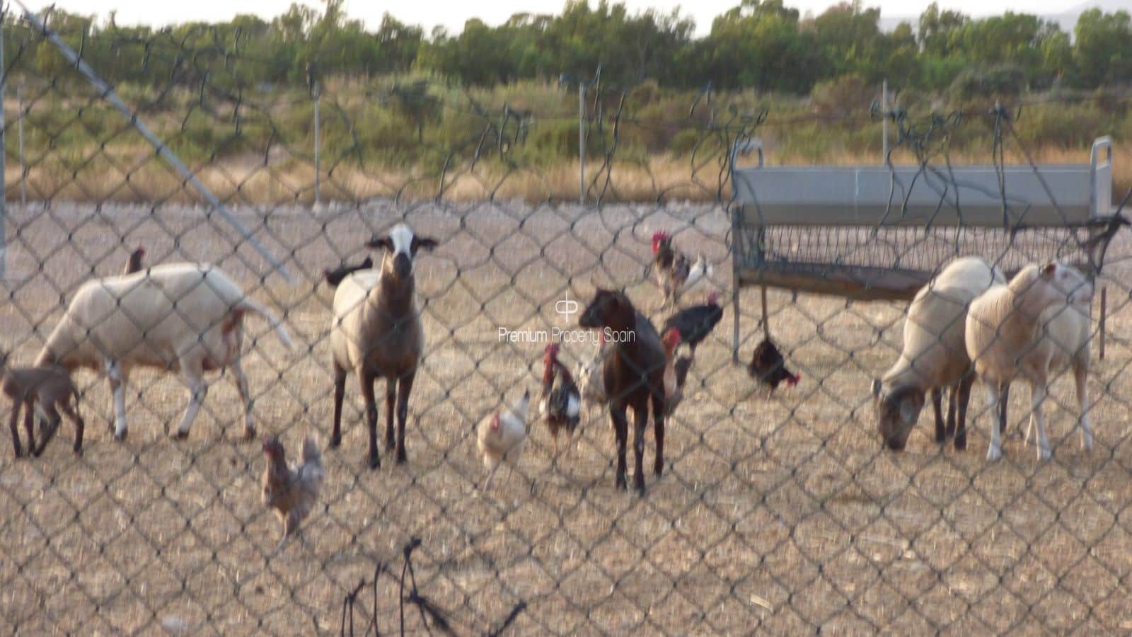 Byggegrund til salg i Elche / Elx - € 750.000 (Ref: 8640155)