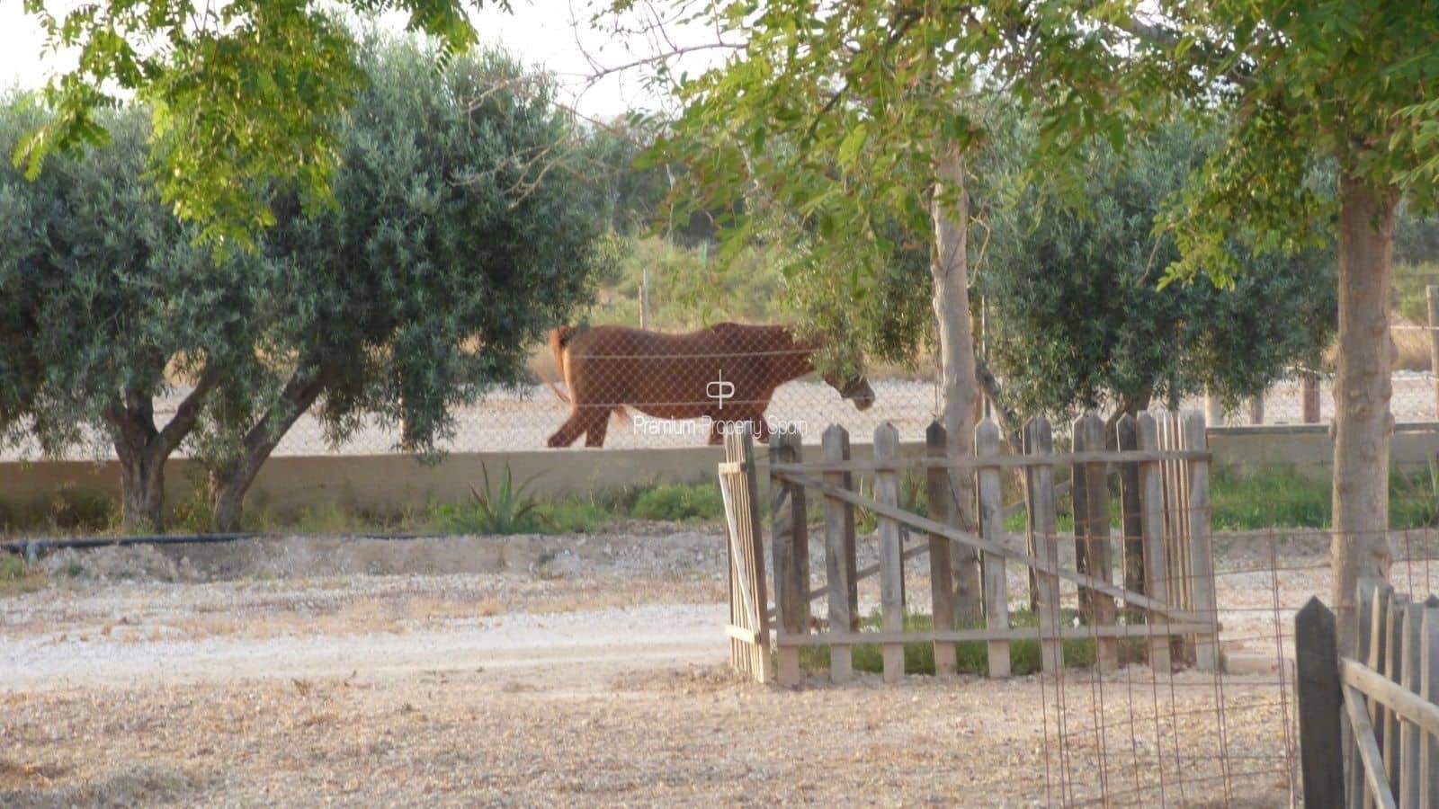 5 chambre Villa/Maison à vendre à Elche / Elx avec garage - 750 000 € (Ref: 8640156)