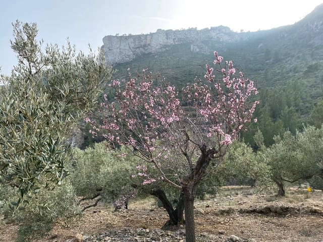 Ubebygd land til salgs i Pratdip - € 120 000 (Ref: 9479471)