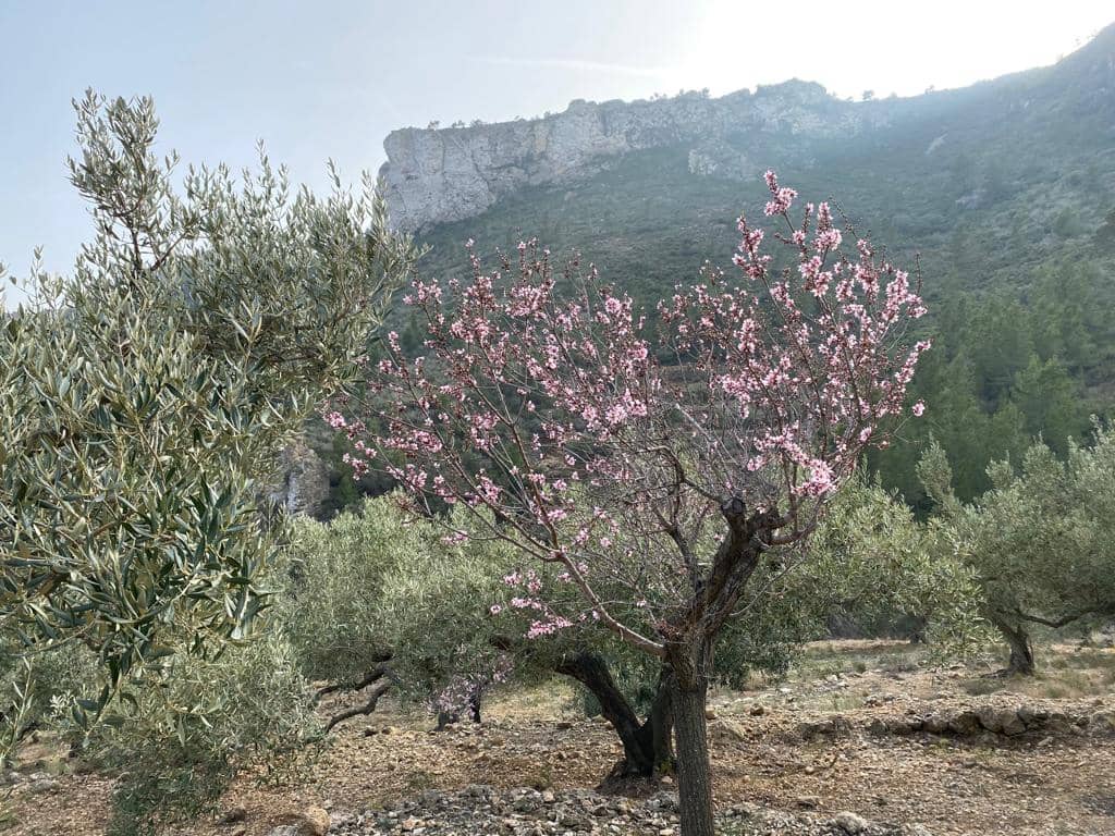 Grunde uden byggetilladelser til salg i Pratdip - € 120.000 (Ref: 9479471)