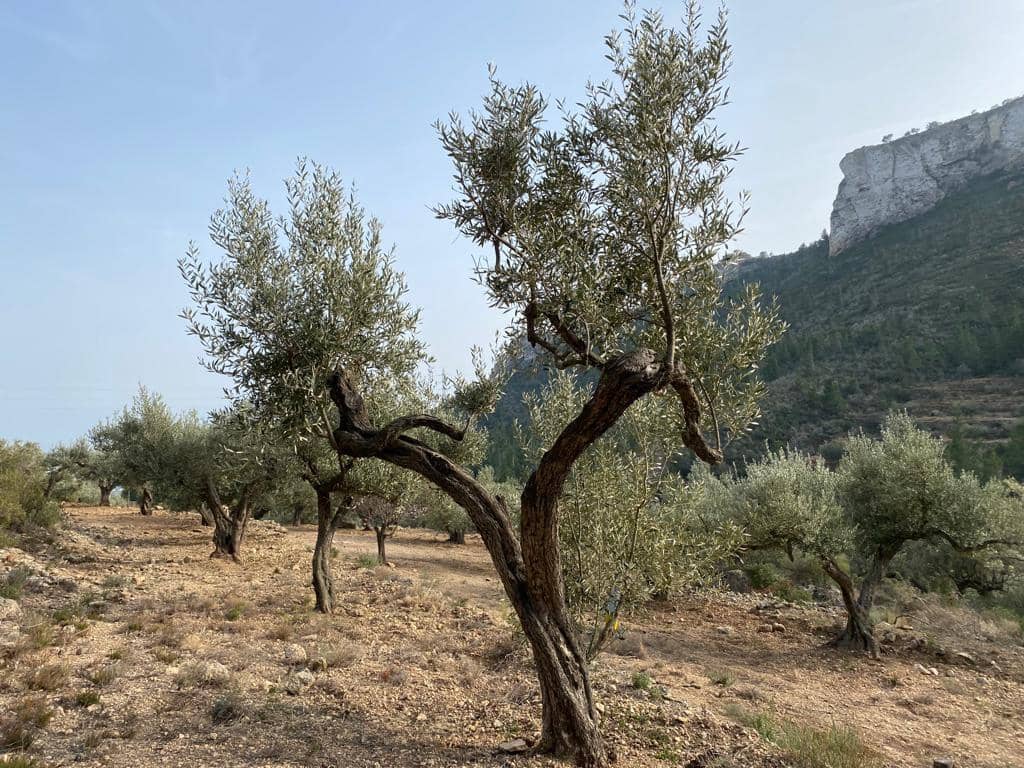 Grunde uden byggetilladelser til salg i Pratdip - € 120.000 (Ref: 9479471)