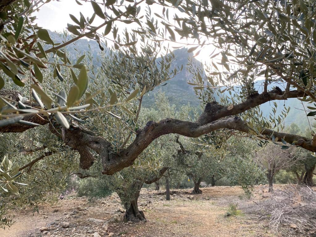 Grunde uden byggetilladelser til salg i Pratdip - € 120.000 (Ref: 9479471)