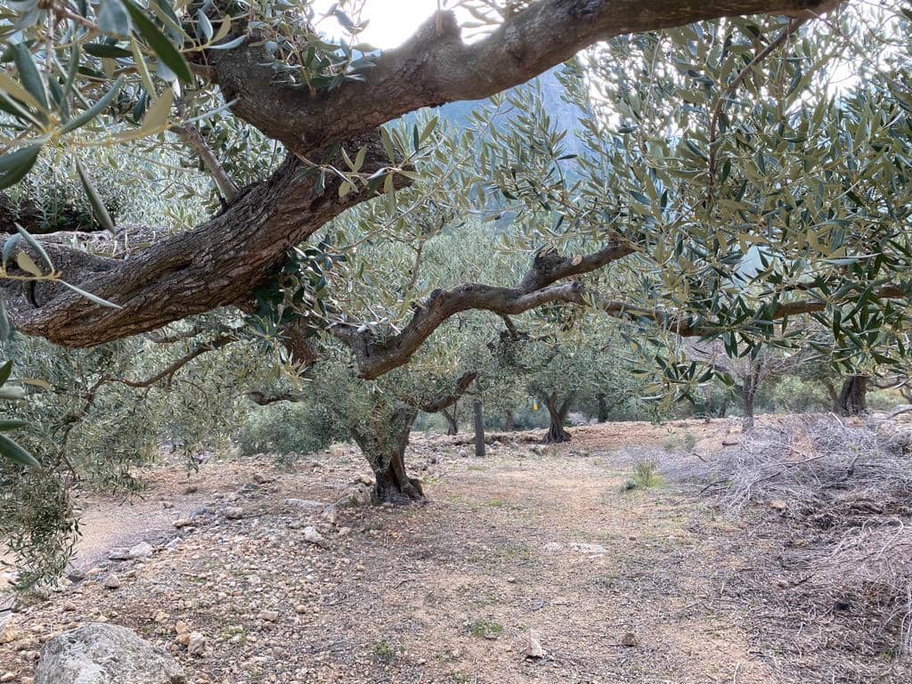 Grunde uden byggetilladelser til salg i Pratdip - € 120.000 (Ref: 9479471)