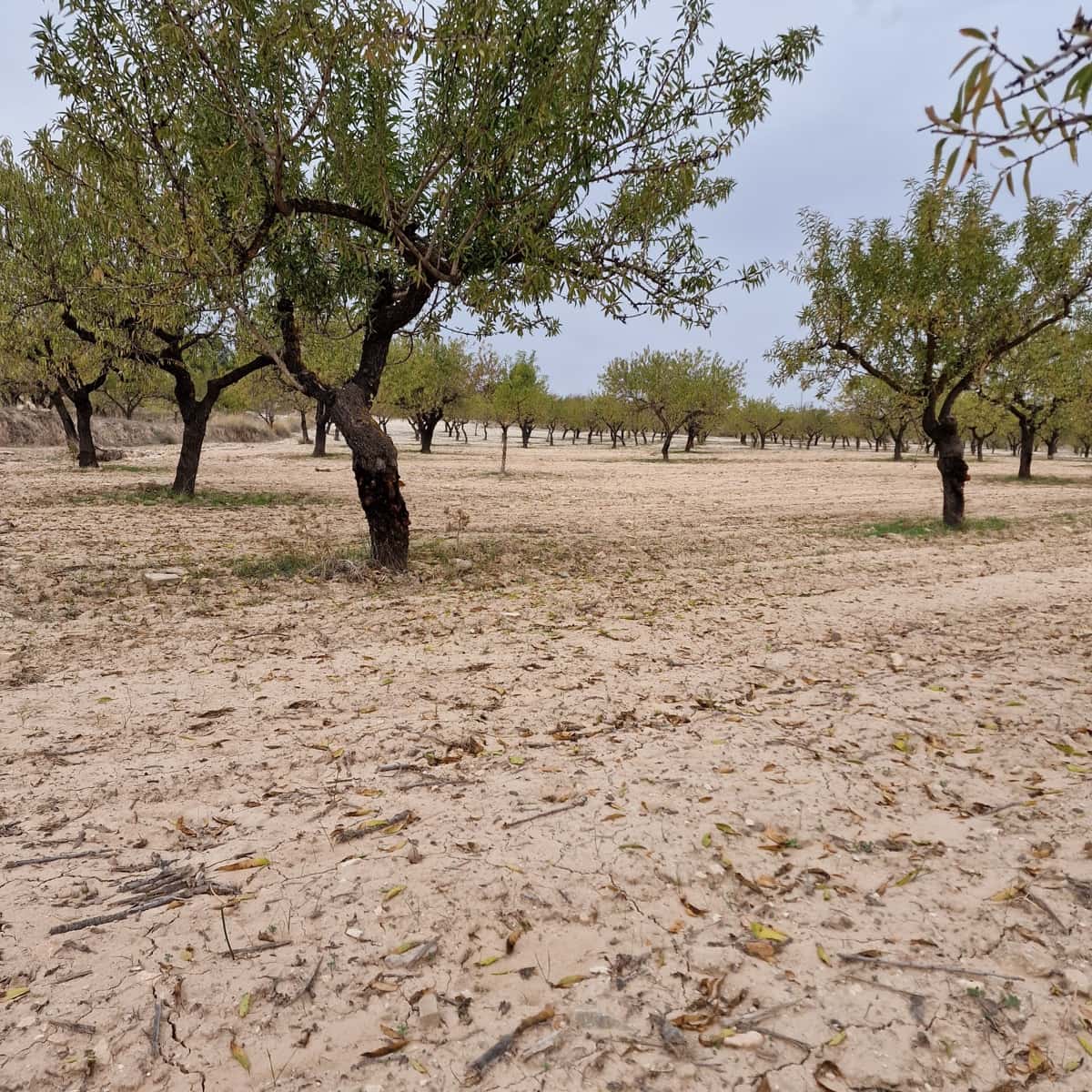 Terreno Não Urbanizado para venda em Moratalla - 1 999 000 € (Ref: 9479472)