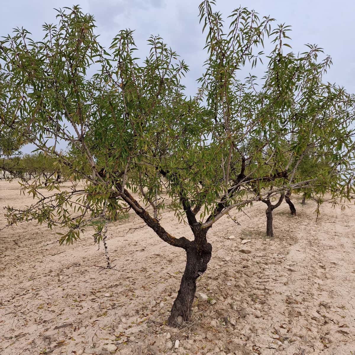 Terreno Não Urbanizado para venda em Moratalla - 1 999 000 € (Ref: 9479472)