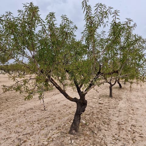 Terreno Não Urbanizado para venda em Moratalla - 1 999 000 € (Ref: 9479472)