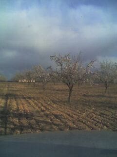 Undeveloped Land for sale in Yecla - € 125,000 (Ref: 9479489)