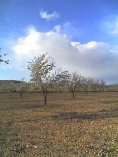 Undeveloped Land for sale in Yecla - € 125,000 (Ref: 9479489)