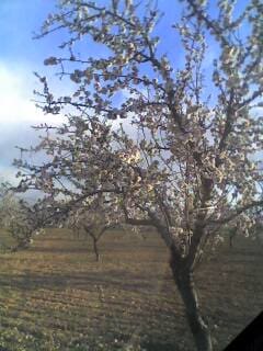 Undeveloped Land for sale in Yecla - € 125,000 (Ref: 9479489)