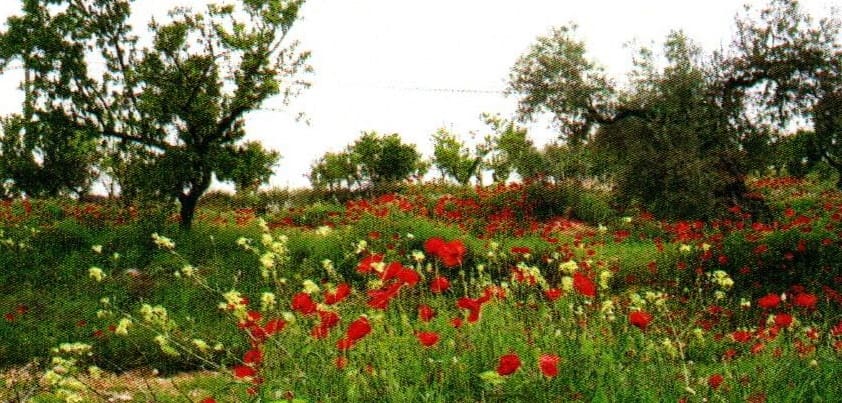 6 sypialnia Willa na sprzedaż w Elche de la Sierra z basenem - 179 950 € (Ref: 9479504)