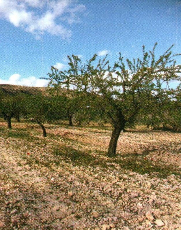 6 sypialnia Willa na sprzedaż w Elche de la Sierra z basenem - 179 950 € (Ref: 9479504)