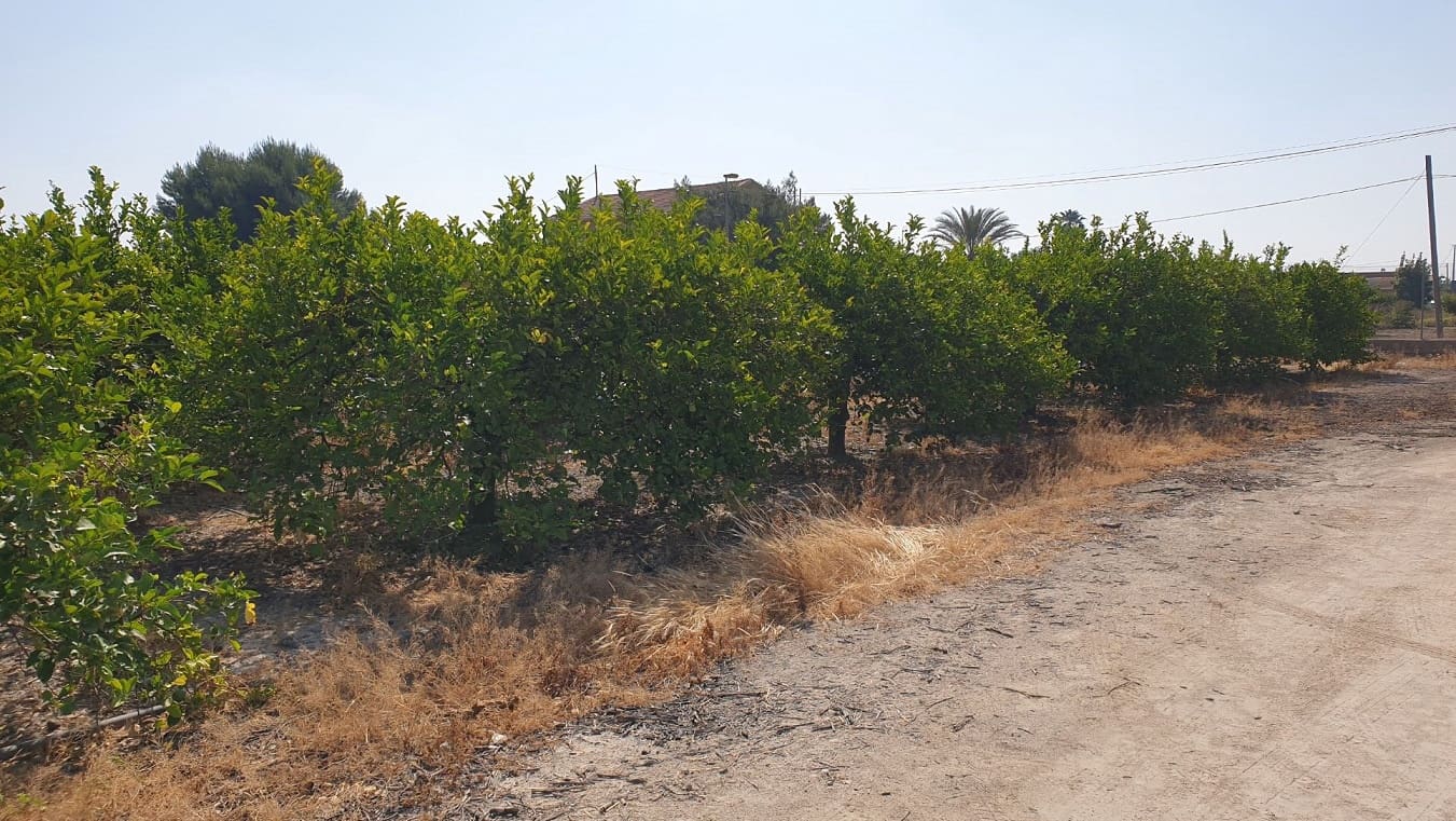 Finka/Dom wiejski na sprzedaż w El Esparragal - 450 000 € (Ref: 6970759)