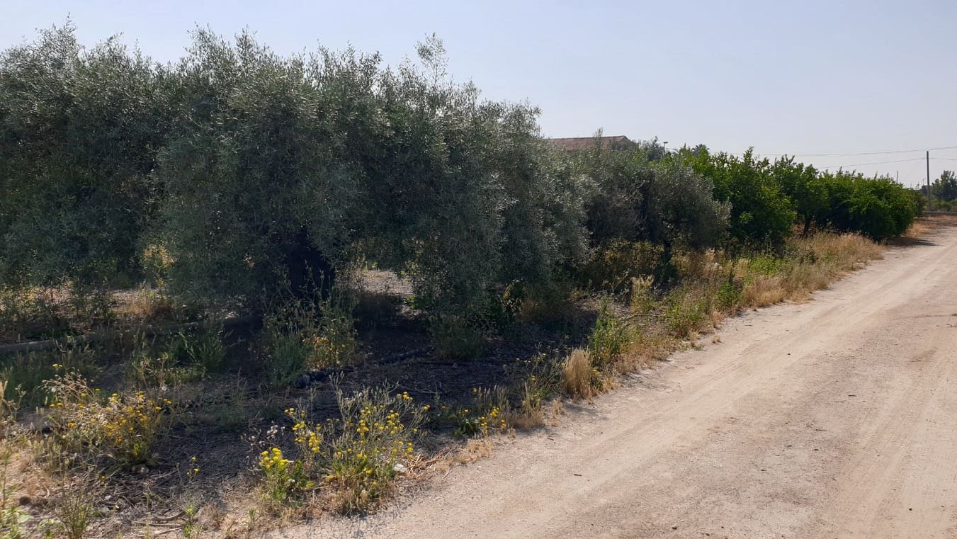 Finka/Dom wiejski na sprzedaż w El Esparragal - 450 000 € (Ref: 6970759)