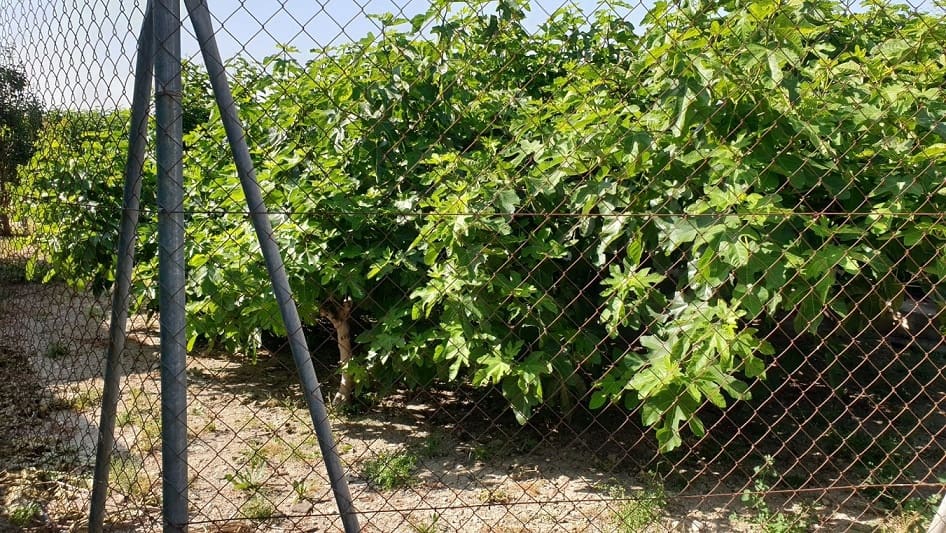 Finka/Dom wiejski na sprzedaż w El Esparragal - 450 000 € (Ref: 6970759)