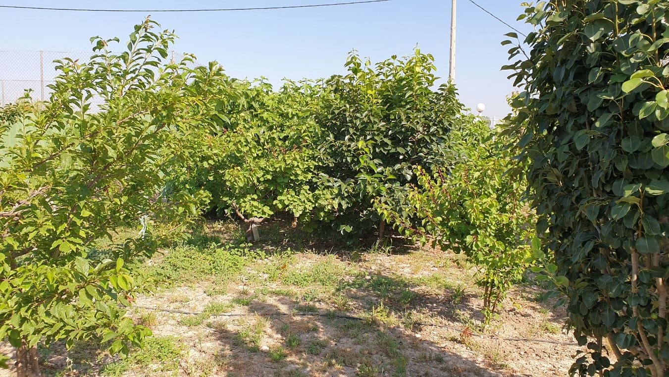 Finka/Dom wiejski na sprzedaż w El Esparragal - 450 000 € (Ref: 6970759)