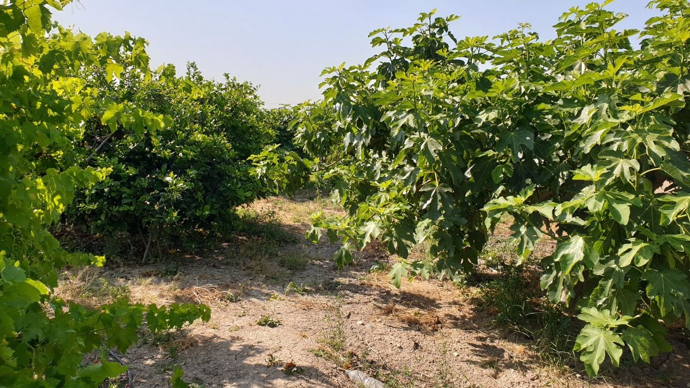 Finka/Dom wiejski na sprzedaż w El Esparragal - 450 000 € (Ref: 6970759)