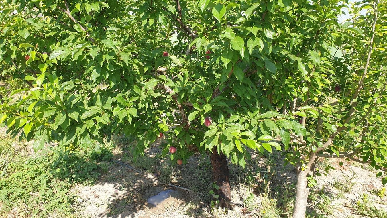 Finka/Dom wiejski na sprzedaż w El Esparragal - 450 000 € (Ref: 6970759)