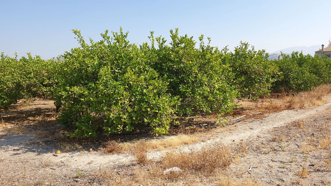 Finka/Dom wiejski na sprzedaż w El Esparragal - 450 000 € (Ref: 6970759)