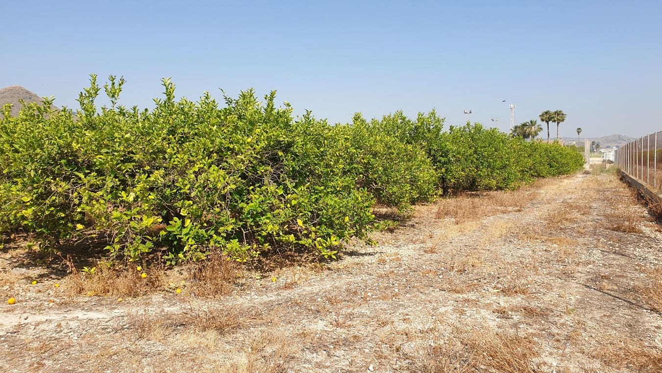 Finka/Dom wiejski na sprzedaż w El Esparragal - 450 000 € (Ref: 6970759)