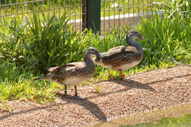 2 Zimmer Ferienapartment in Los Urrutias mit Pool Garage - 520 € (Ref: 9800203)