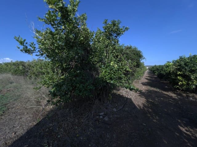 Grond te koop in Alcanar - € 38.000 (Ref: 10037164)