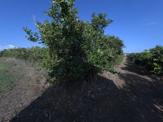 Grond te koop in Alcanar - € 38.000 (Ref: 10037164)