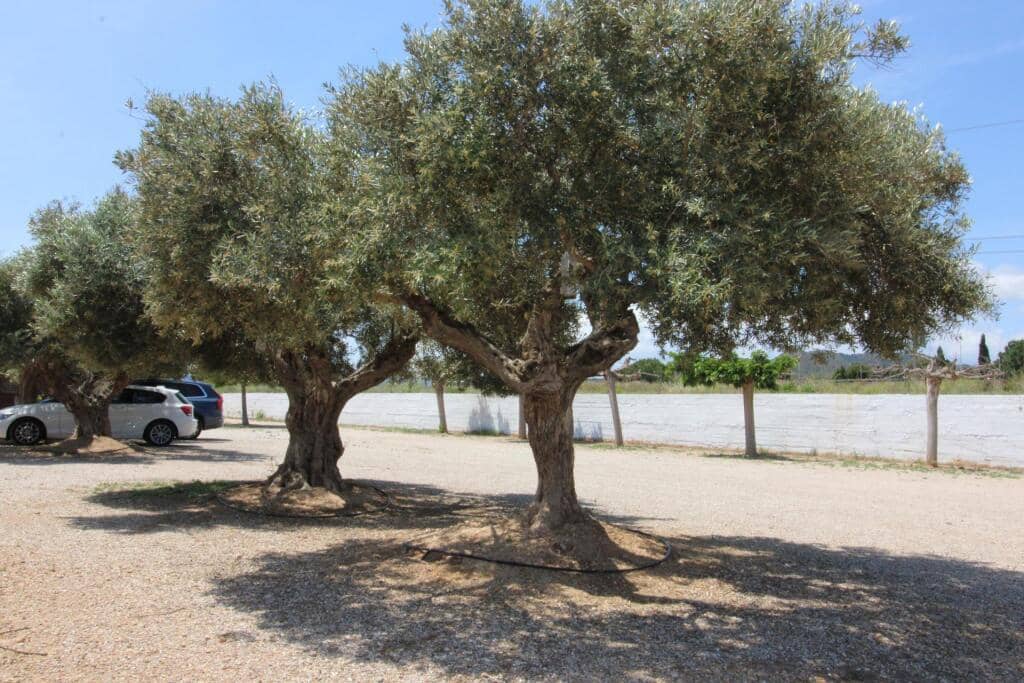 Terre non Aménagée à vendre à Almenara - 650 000 € (Ref: 9174378)