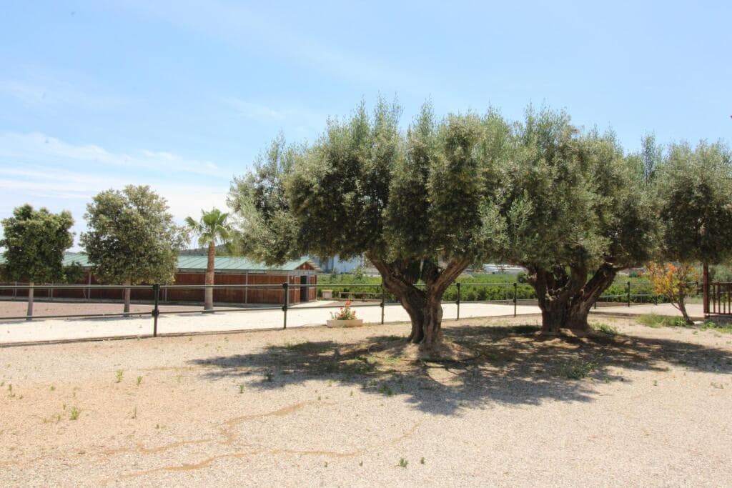 Terre non Aménagée à vendre à Almenara - 650 000 € (Ref: 9174378)