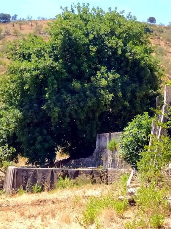 Ubebygd land til salgs i Ardales - € 1 500 000 (Ref: 9188481)