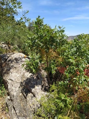 Mark till salu i Ardales - 1 500 000 € (Ref: 9188481)