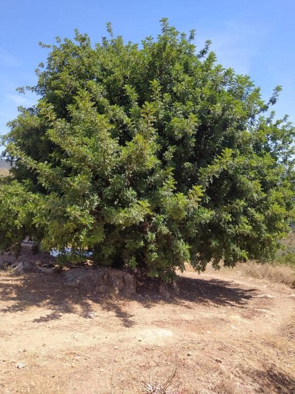 Ubebygd land til salgs i Ardales - € 1 500 000 (Ref: 9188481)