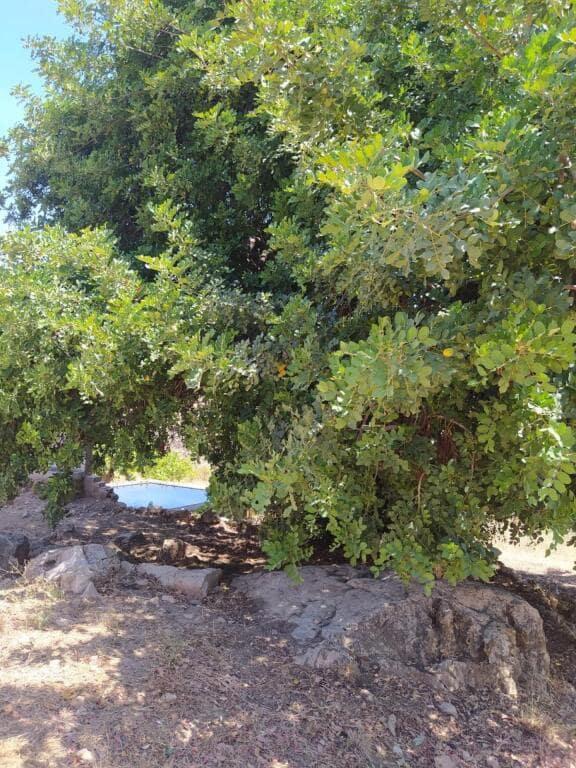 Ubebygd land til salgs i Ardales - € 1 500 000 (Ref: 9188481)