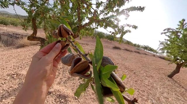 Teren niezagospodarowany na sprzedaż w Monóvar / Monóver - 70 000 € (Ref: 9200494)