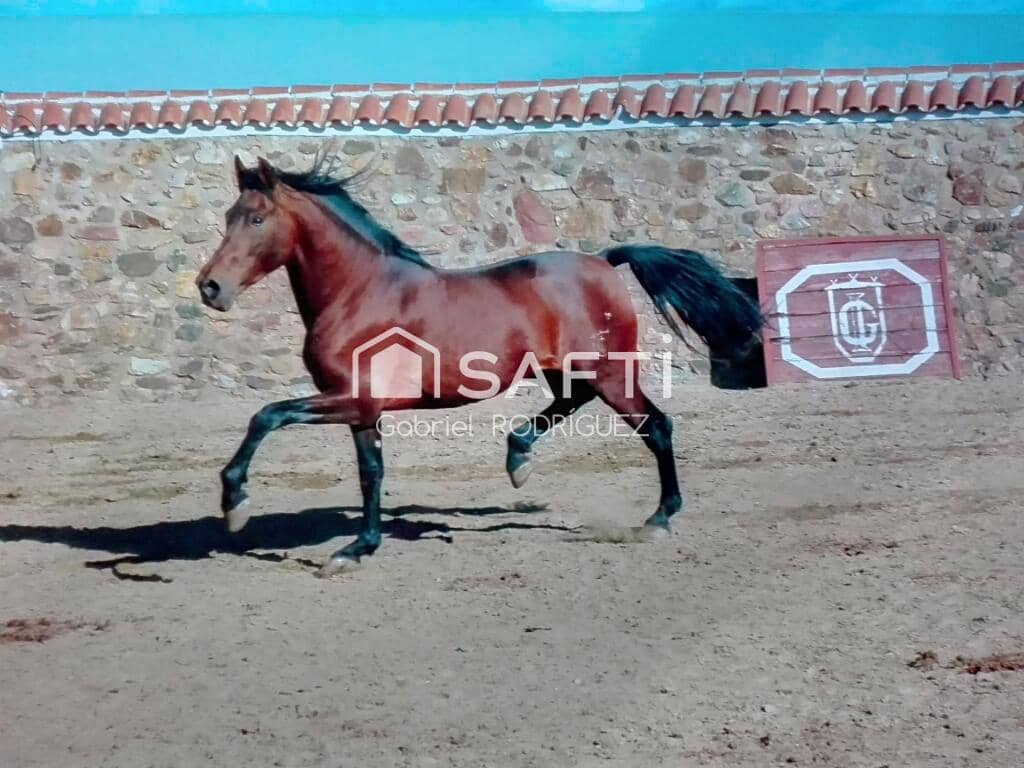 Mark till salu i Higuera de Vargas - 1 950 000 € (Ref: 9236466)