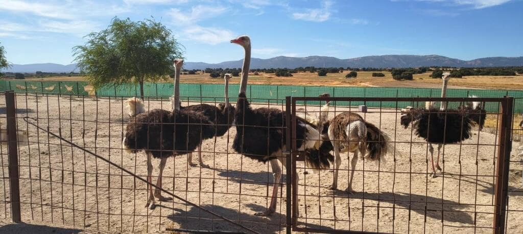 1 soveværelse Finca/Landehus til salg i Pulgar - € 320.000 (Ref: 9239985)