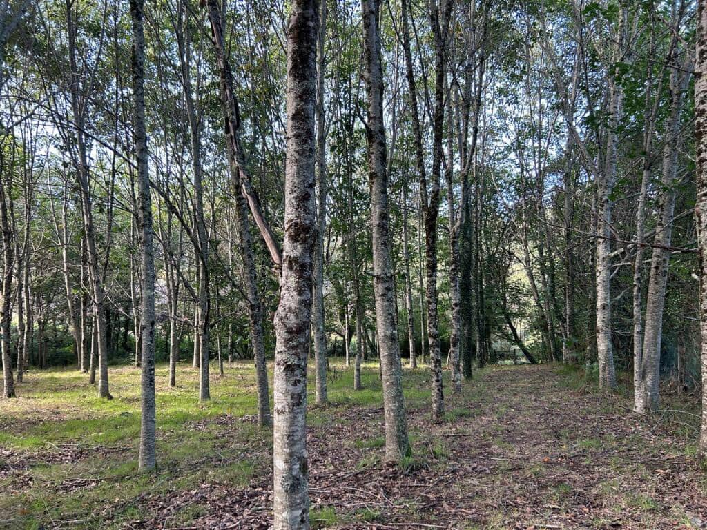 4 slaapkamer Finca/Landhuis te koop in Mondariz met garage - € 385.000 (Ref: 9255046)