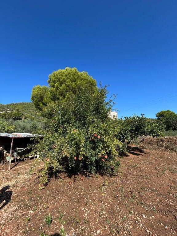 4 soverom Finca/Herregård til salgs i Alcanar med svømmebasseng garasje - € 450 000 (Ref: 9330519)