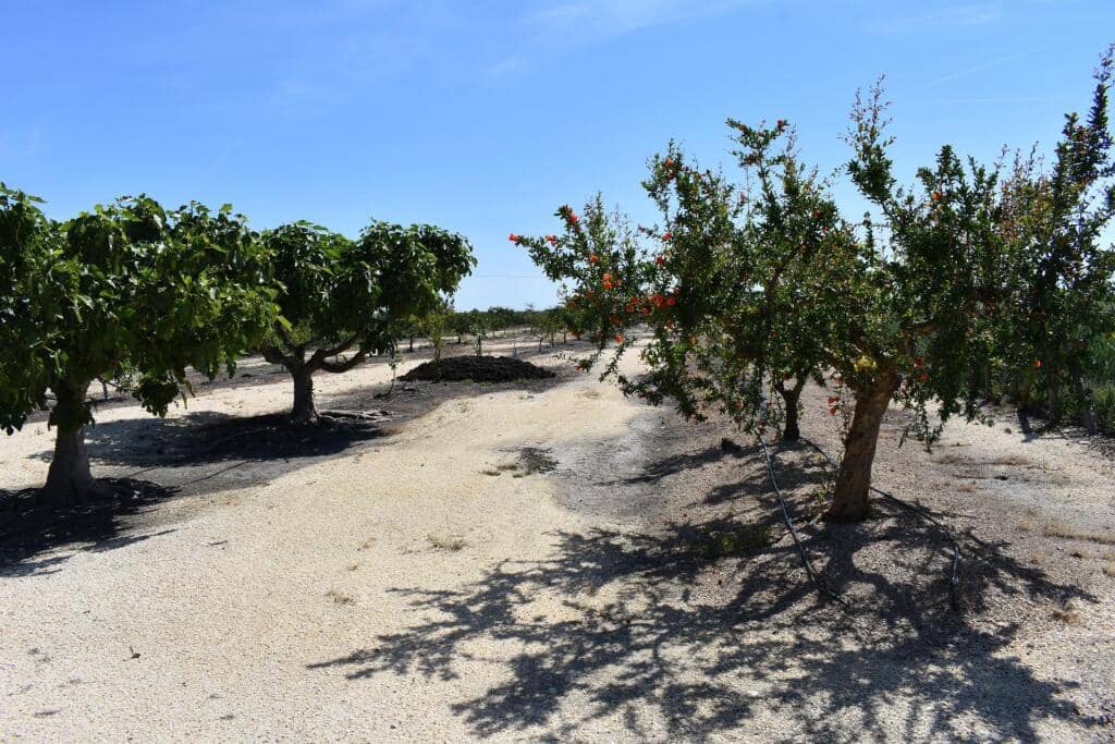 3 soveværelse Finca/Landehus til salg i Amposta med swimmingpool garage - € 569.900 (Ref: 9337819)