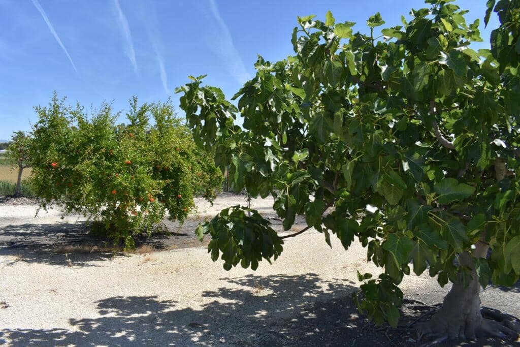 3 soveværelse Finca/Landehus til salg i Amposta med swimmingpool garage - € 569.900 (Ref: 9337819)